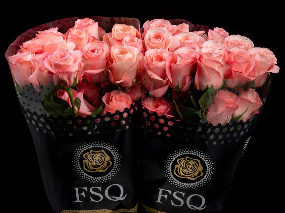 SWEET MAMA a Pink rose from Ecuador